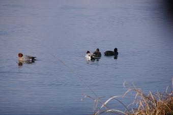 佐見川に羽を休める鴨