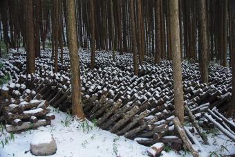 冠雪のシイタケ原木