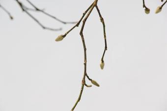 コブシのつぼみ