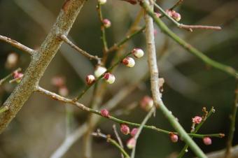 紅梅のつぼみ