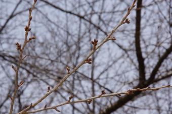 芽吹く桜