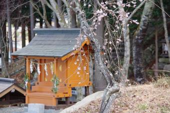 花を付けるしだれ梅