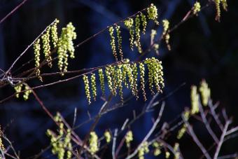 芽吹くまえのキブシ