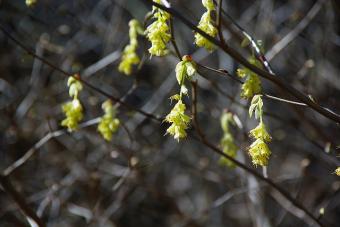 コウヤスギの花