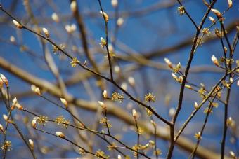 マルバマンサクの芽吹き