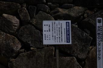 水戸野のシダレザクラ