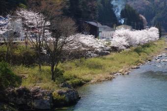 和泉の白川河畔