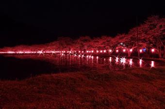 佐見さざれの小町桜