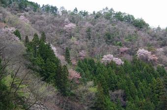 山桜咲く