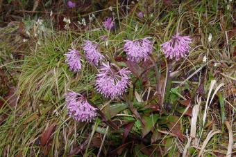 ショウジョウバカマ