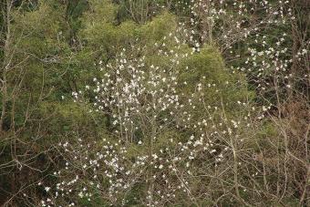 コブシの花