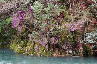芽吹く佐見川峡