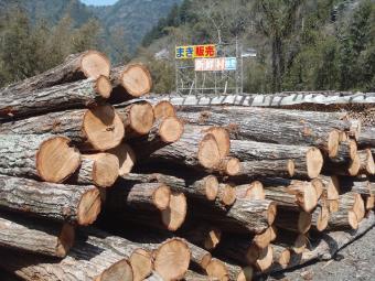 2年後の薪の原木