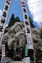 参道からの天王桜