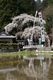 天王桜 春祭り 4月第3日曜日