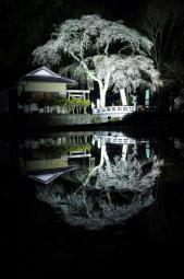 ライトアップの天王桜