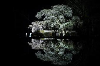 ライトアップ天王桜 北側から