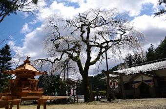 神輿と天王桜