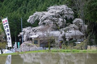 天王桜 北側より