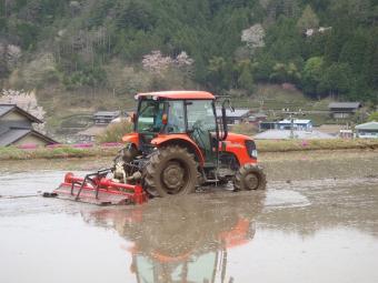バックに見えるのが 山桜