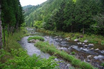 新緑の佐見川峡