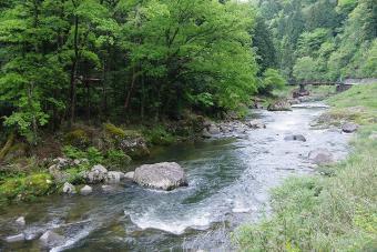 新緑の佐見川峡