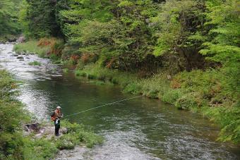 新緑の佐見川峡