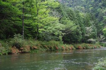 佐見川峡のつつじ