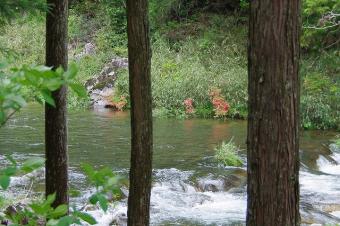 佐見川峡のつつじ