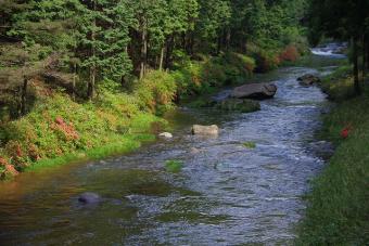 佐見川峡のつつじ