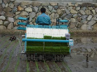 田植え作業