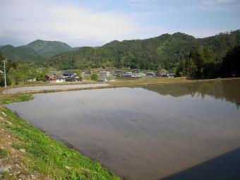 田植えが終わった水田