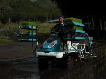 田植え作業