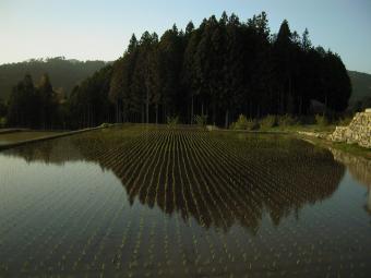 田植えの終わった水田