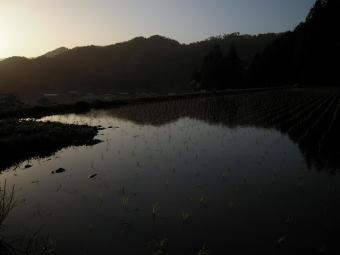 夕暮れの水田