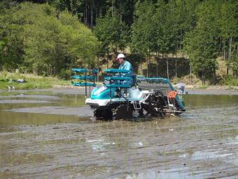 エキスパートが田植えをしています。