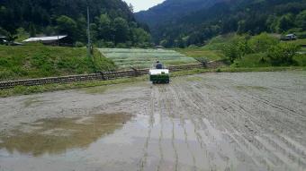綺麗に田植えができてます。