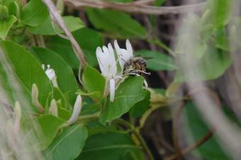 スイカズラと蜜蜂