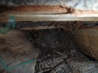 1箇所めのタマゴ