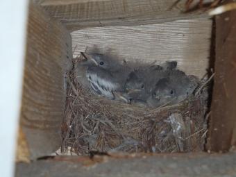 2箇所めはすでに ひな(薪棚の中です。)
