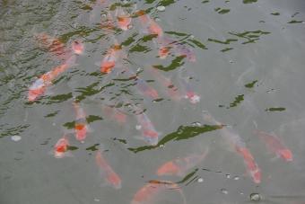 錦鯉(杉山養鯉場)