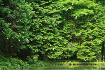モリアオガエルの卵(杉山養鯉場)