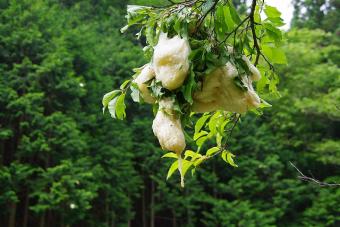 モリアオガエルの卵