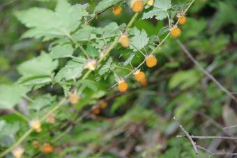 モミジイチゴ(木苺の代表格)