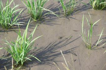 オタマジャクシと共に育つ稲