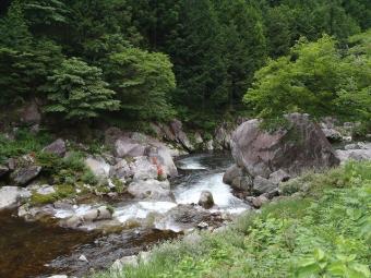 岩ツツジ(佐見川、薄野付近)