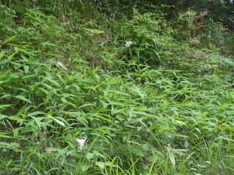 ササユリ(尾城山中腹)