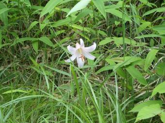 ササユリ(尾城山中腹)