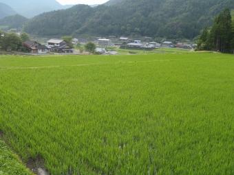 すくすく育つイネ(新鮮村の水田)