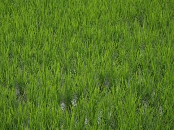 すくすく育つイネ